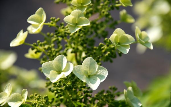 عکس هایی زیبا از گل