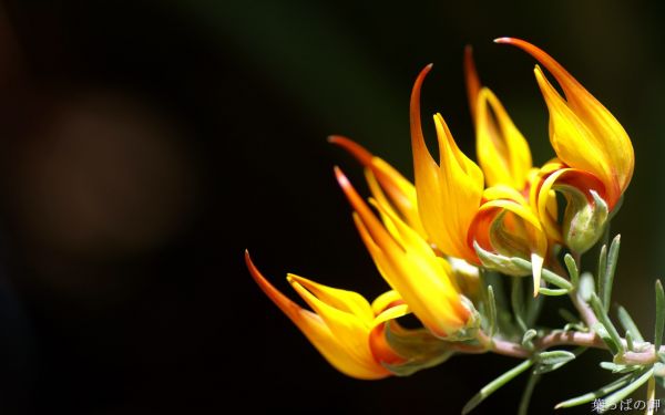 تصاویر گل در جملات کوتاه و زیبا و اس ام اس